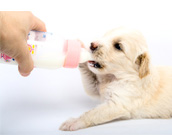 Бутылочки для щенков от интернет-зоомагазина Zoo-Secret